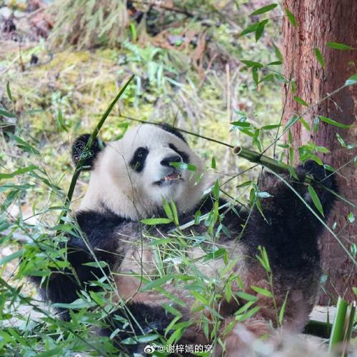 山丘大熊猫山竹超话去的两个半天里,山竹是六只熊里面最难拍的